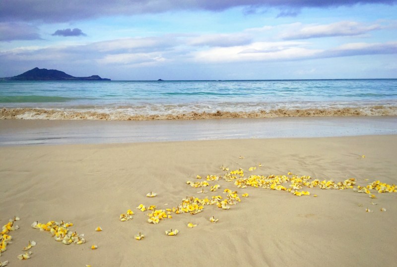 ビーチにプルメリア