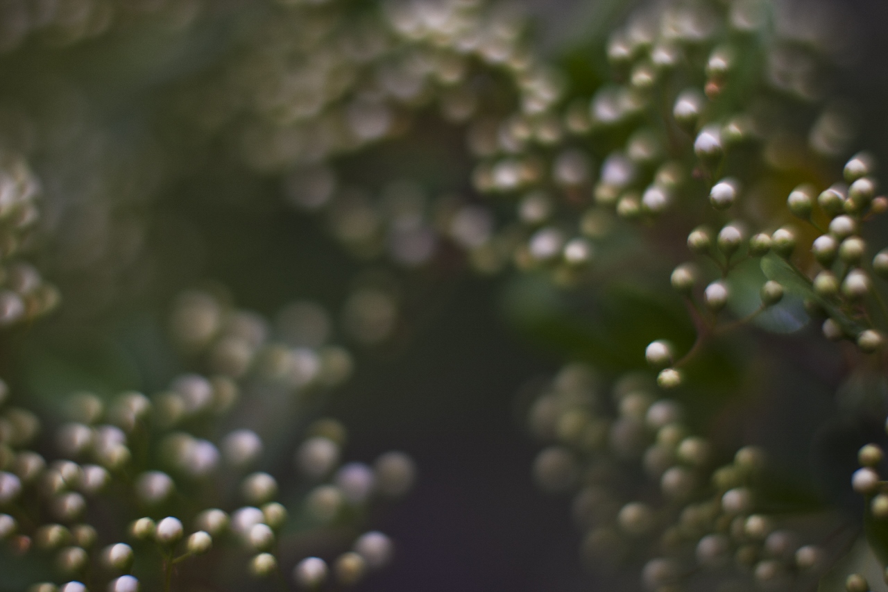 _KYM1764 (1280x853).jpg